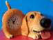 Desk Clock with Tail Cute Dog Home/Office Table Decoration
